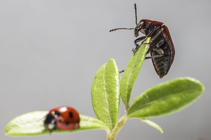 Identifying Good Bugs from Bad: A Guide to Pests in Your Home and Garden